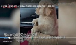 人狗恋视频在线观看,一场跨越物种的浪漫邂逅